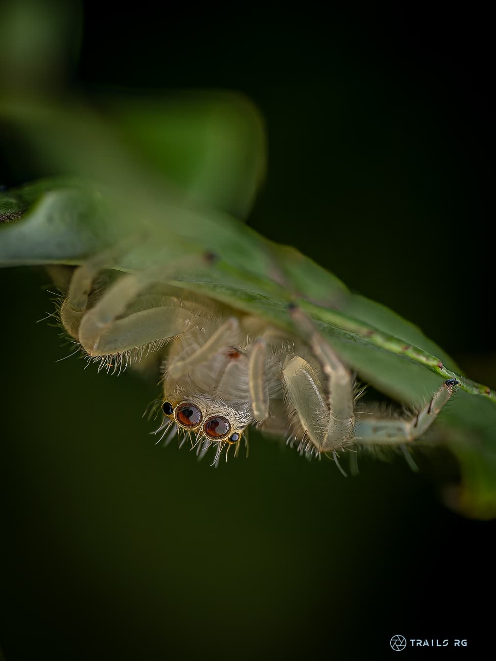 Macro wildlife photograph by Trails RG