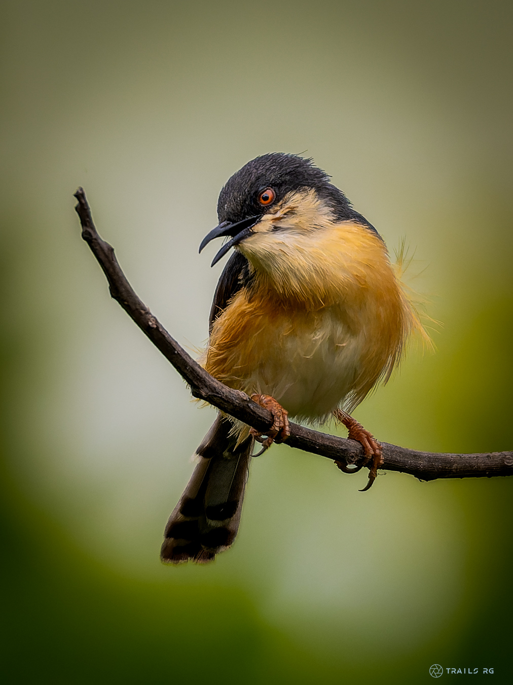 An ashy prinia perched among foliage