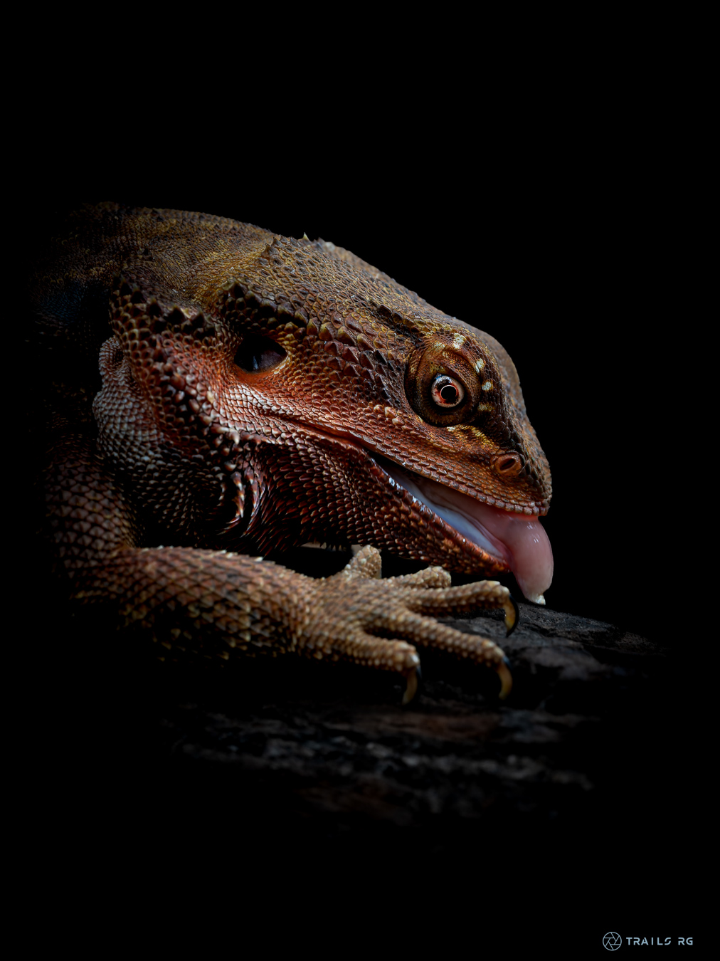 A bearded dragon in close detail