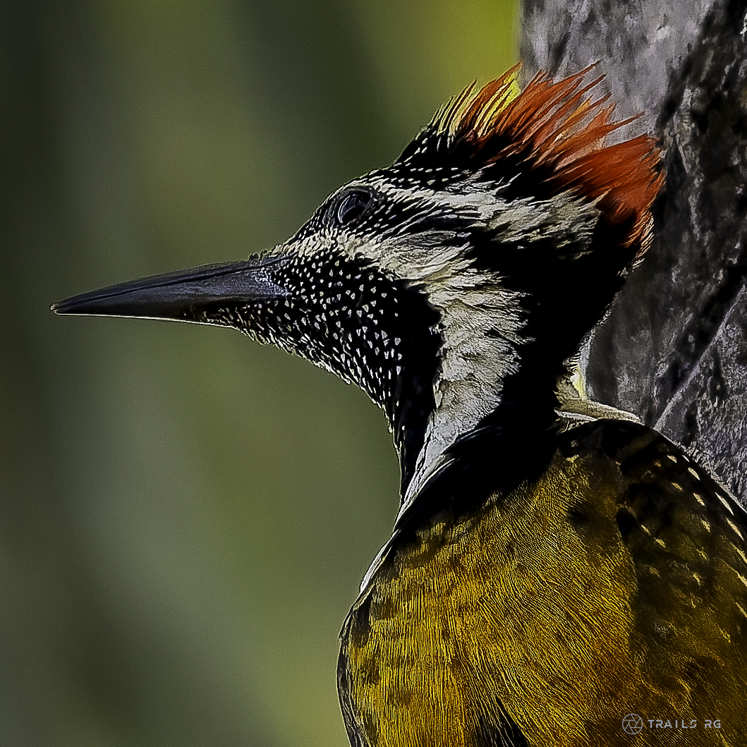 A woodpecker photographed in the wild